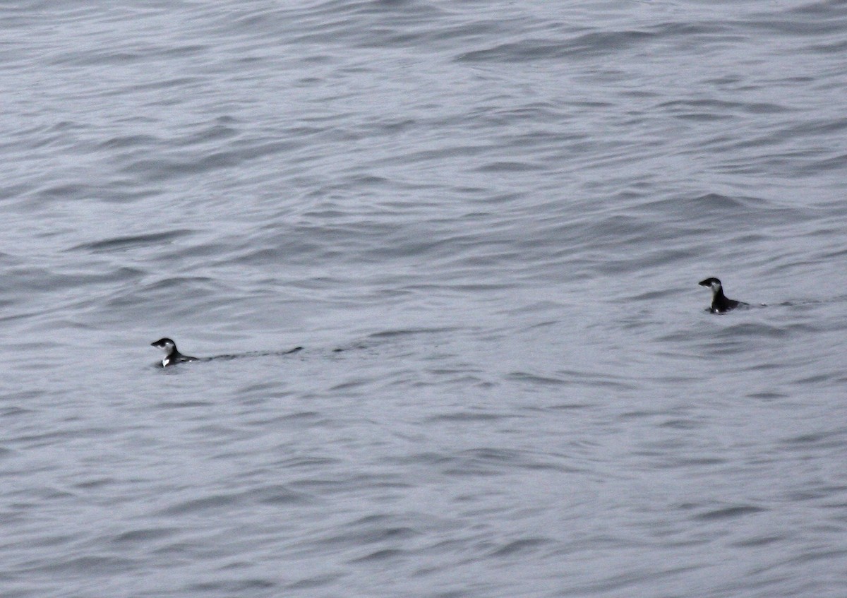 Dovekie - ML646647564