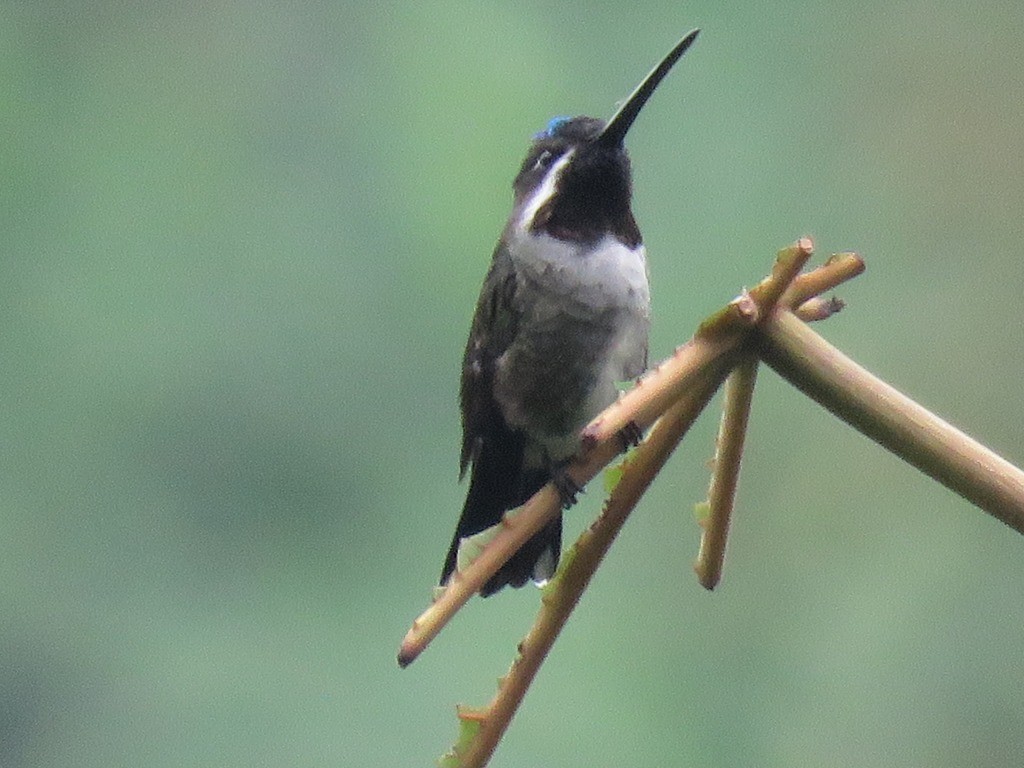 Long-billed Starthroat - ML646647565
