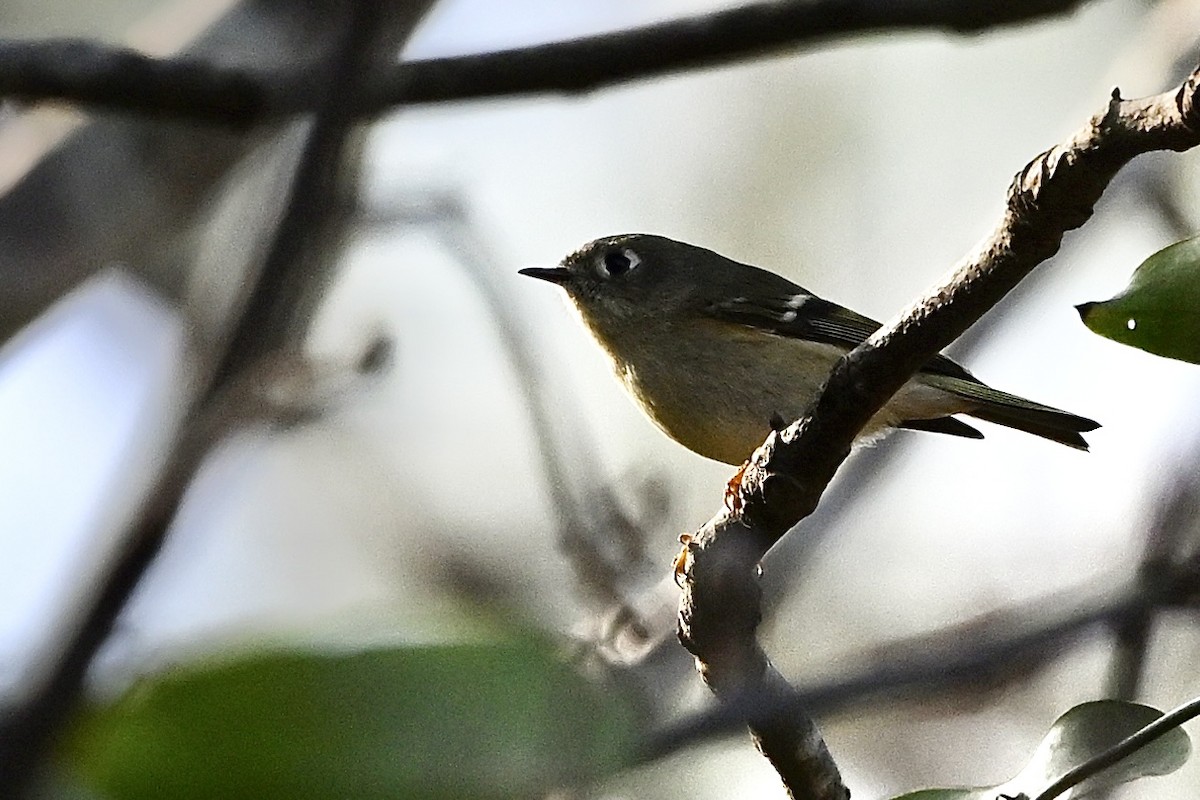 Ruby-crowned Kinglet - ML646647568