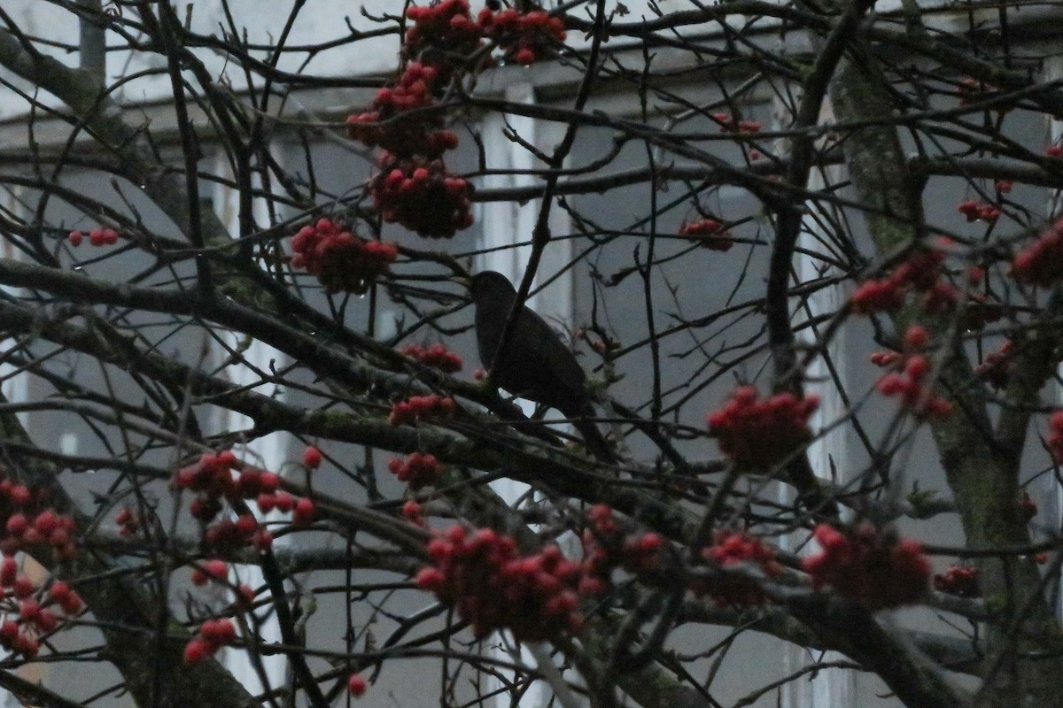 ニシクロウタドリ - ML646647569