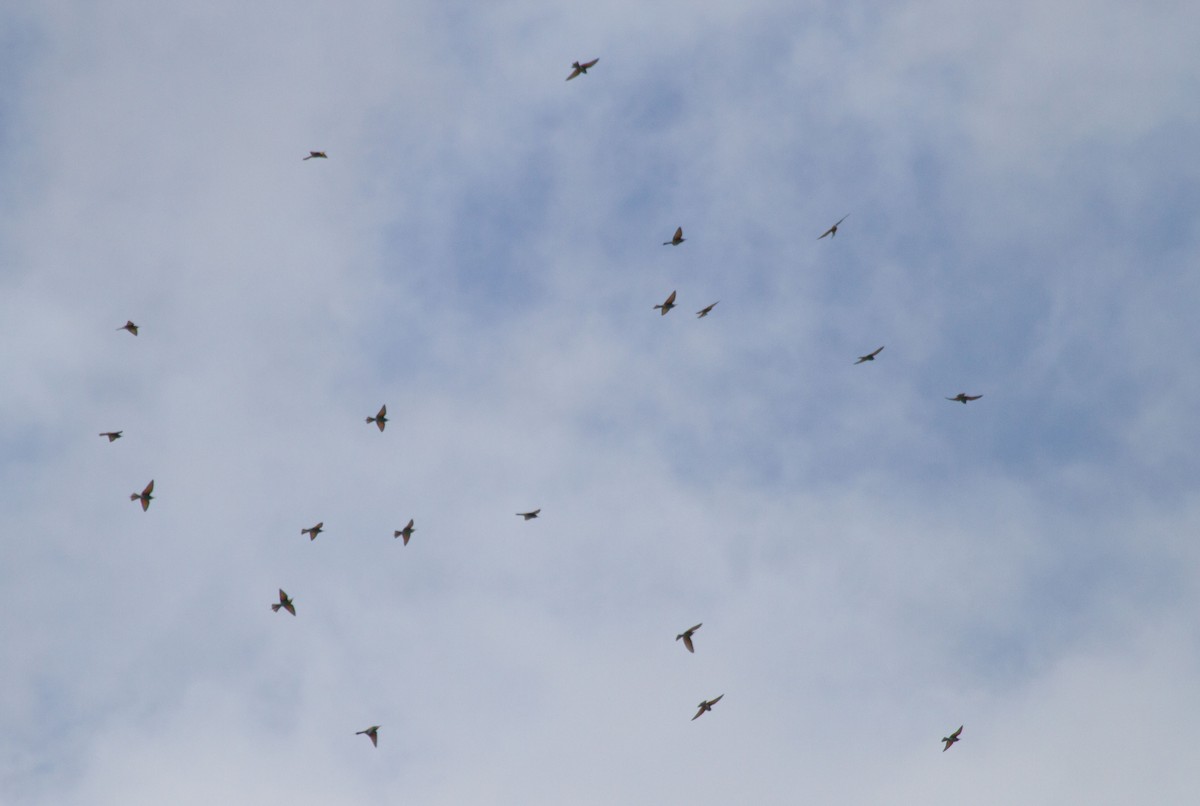 Abejaruco Europeo - ML646647570