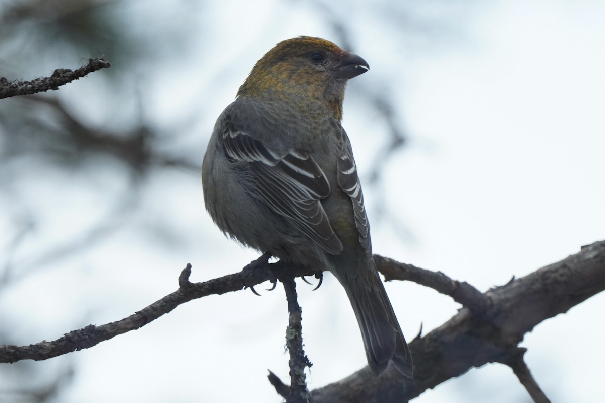 Pine Grosbeak - ML646647572