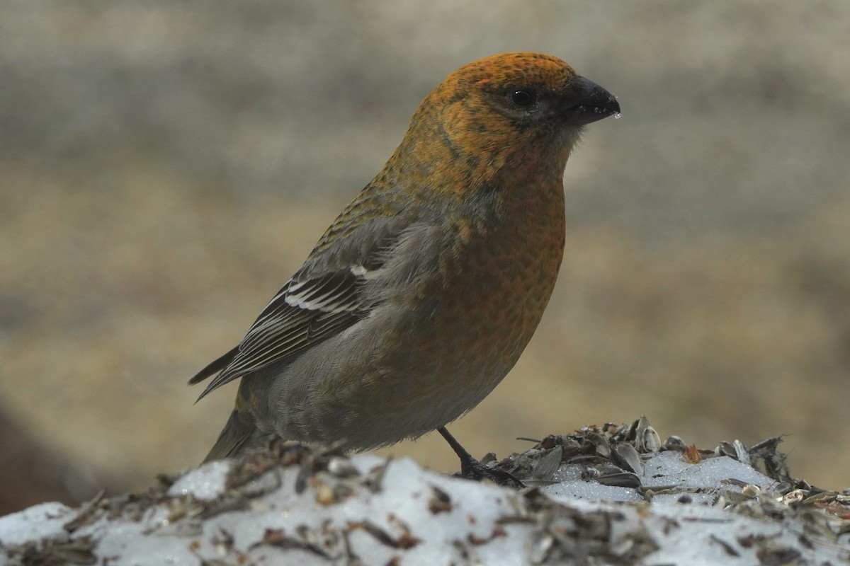 Pine Grosbeak - ML646647574