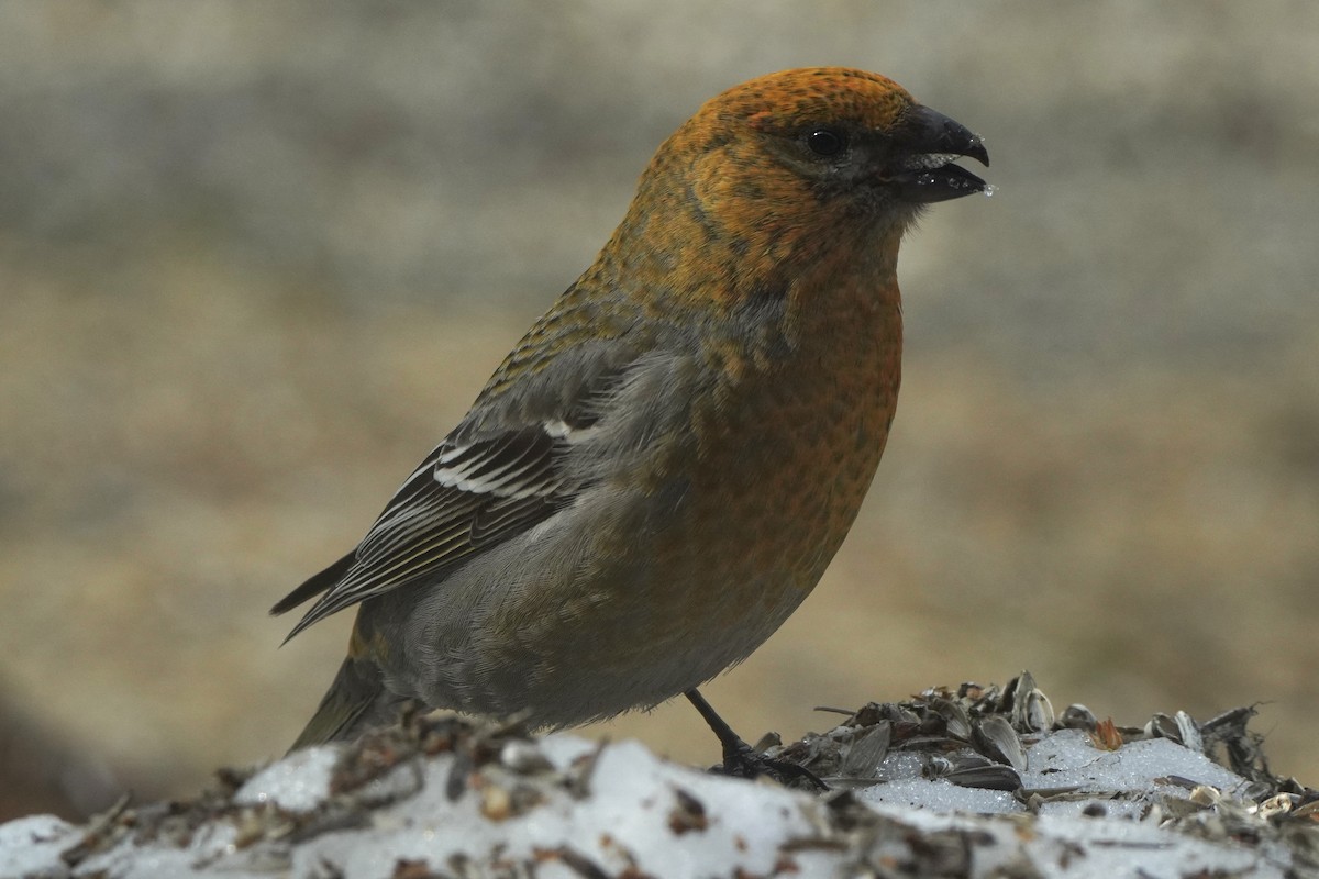 Pine Grosbeak - ML646647575