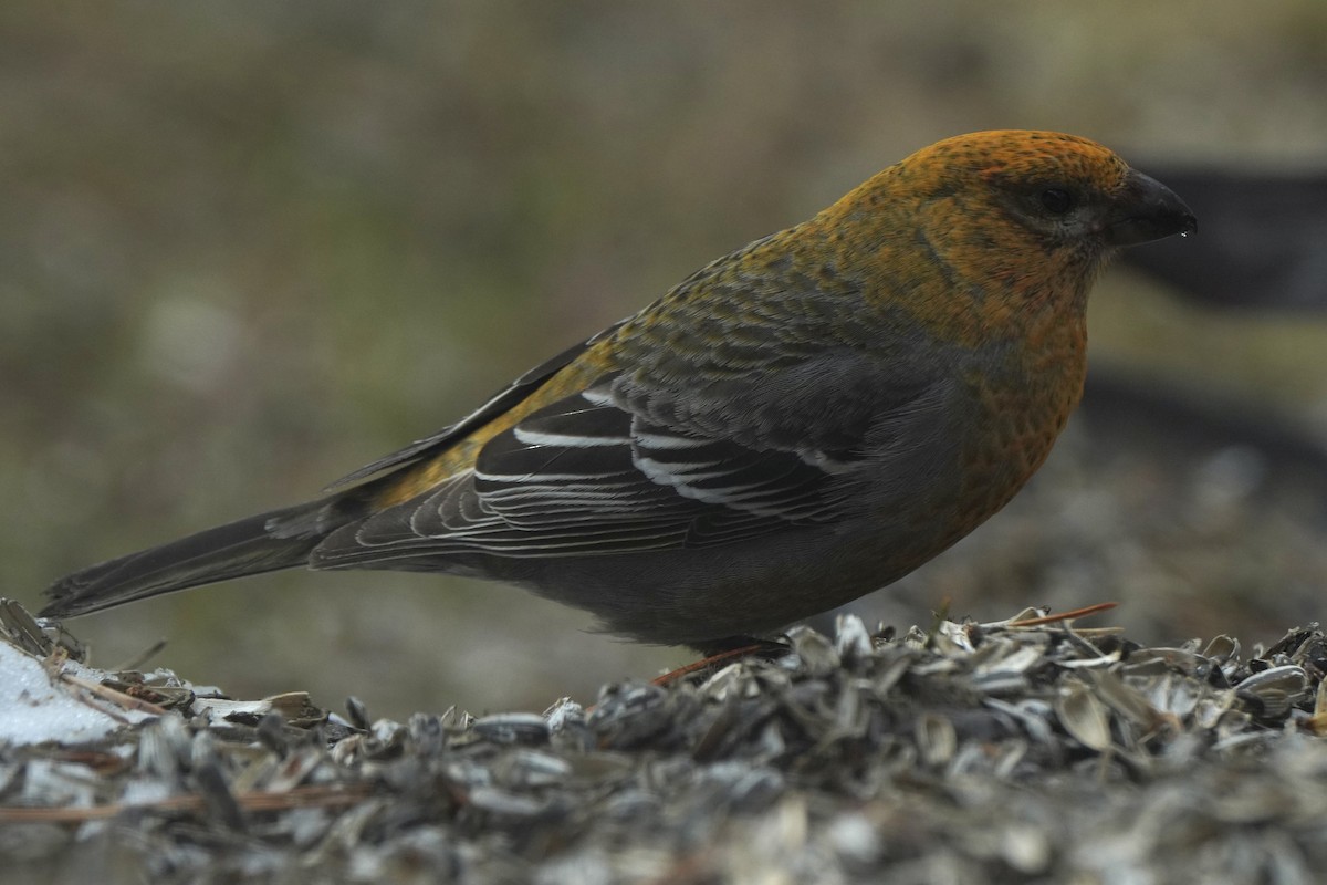 Pine Grosbeak - ML646647577