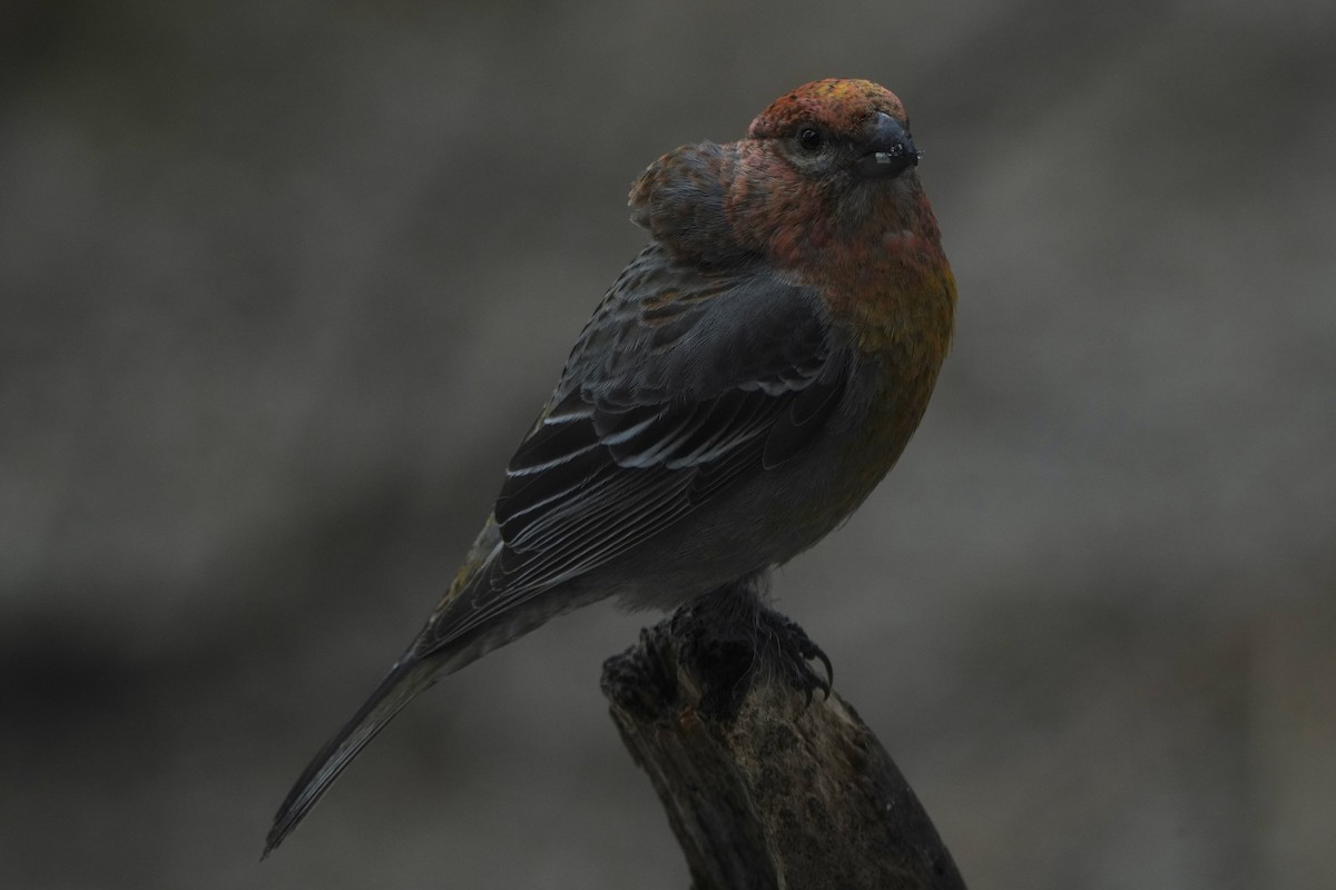 Pine Grosbeak - ML646647578