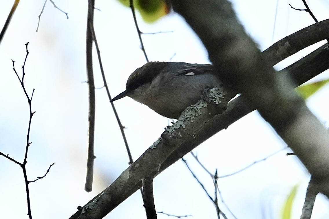 Буроголовый поползень - ML646647579