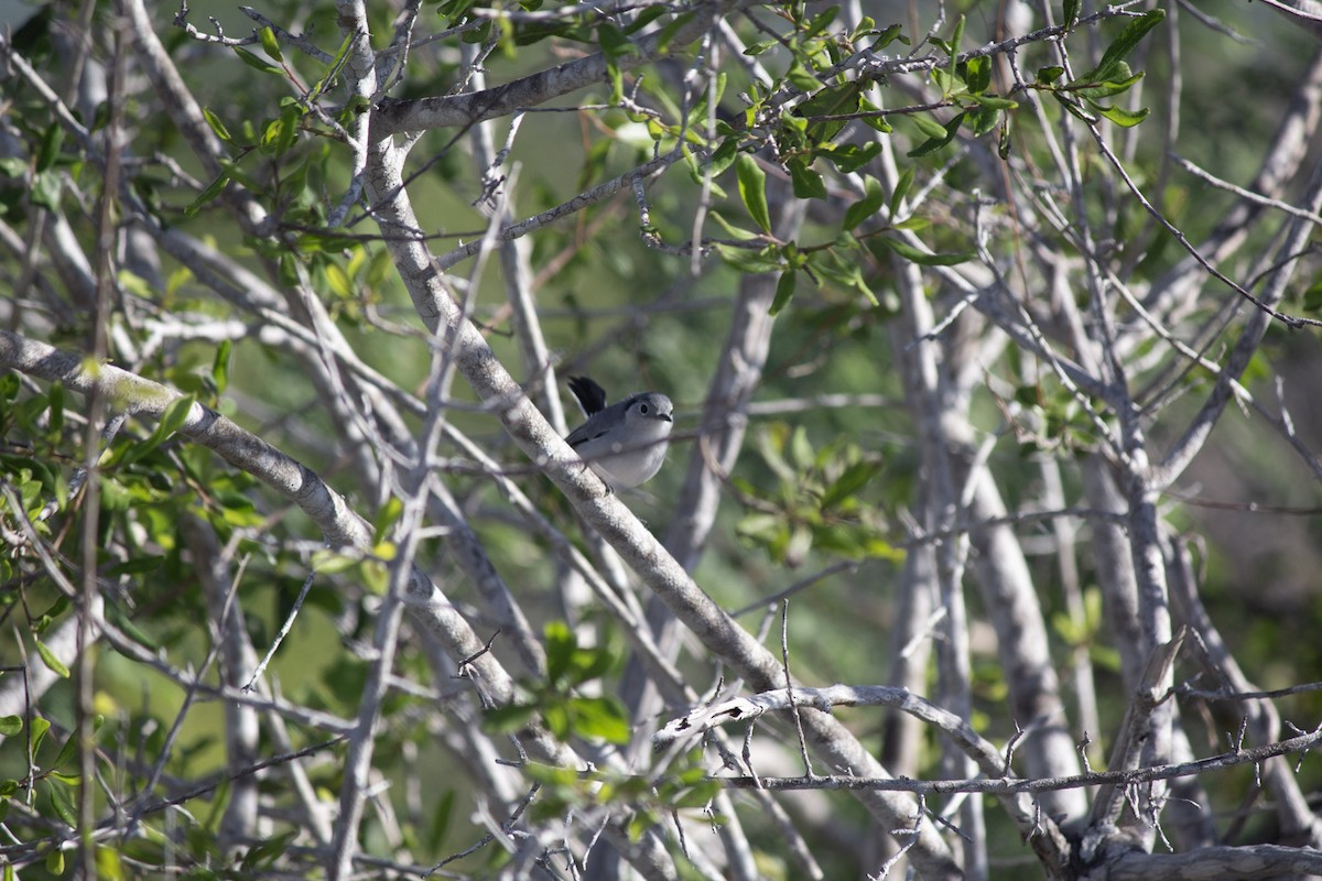 キューバブユムシクイ - ML646647580