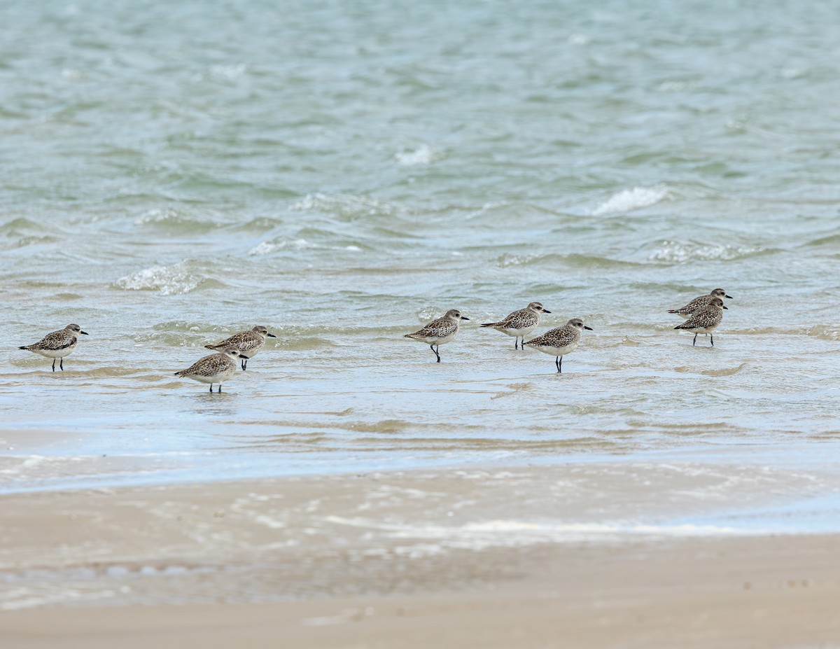 Pluvier argenté - ML646647582