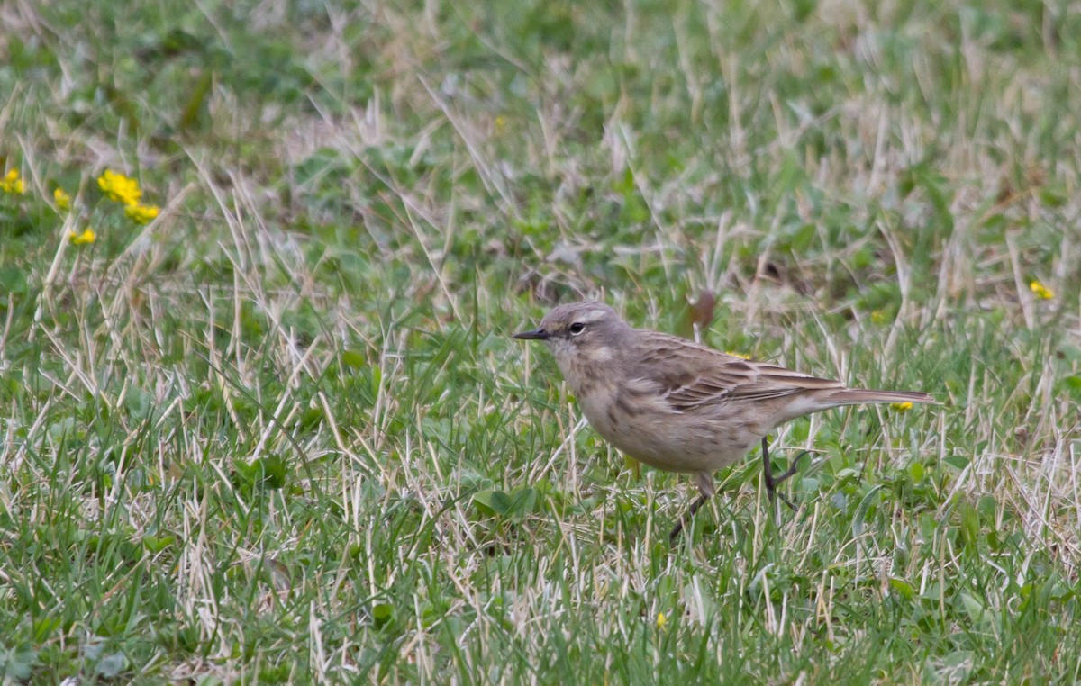 Bisbita Alpino (Caucásico) - ML646647583