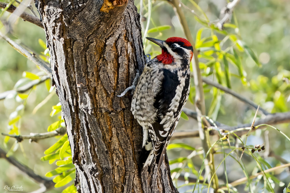 Red-naped Sapsucker - ML646647585