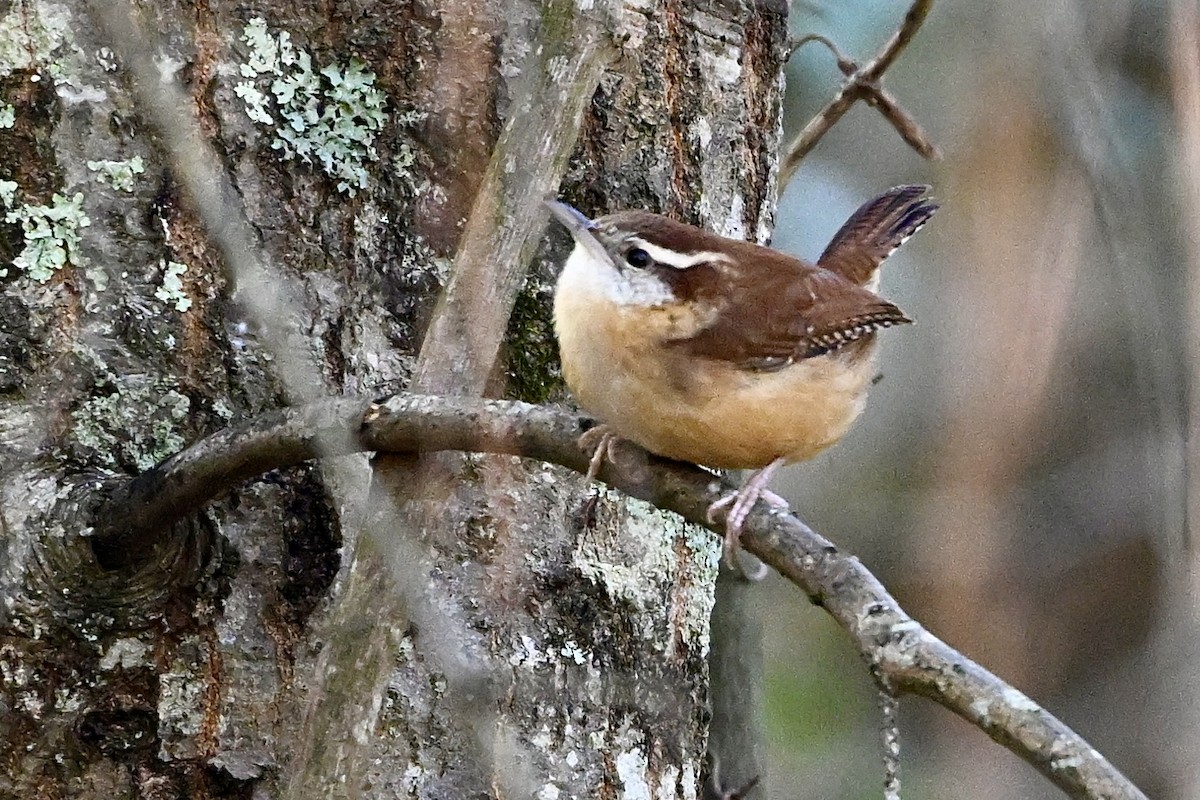 Carolina Wren - ML646647587
