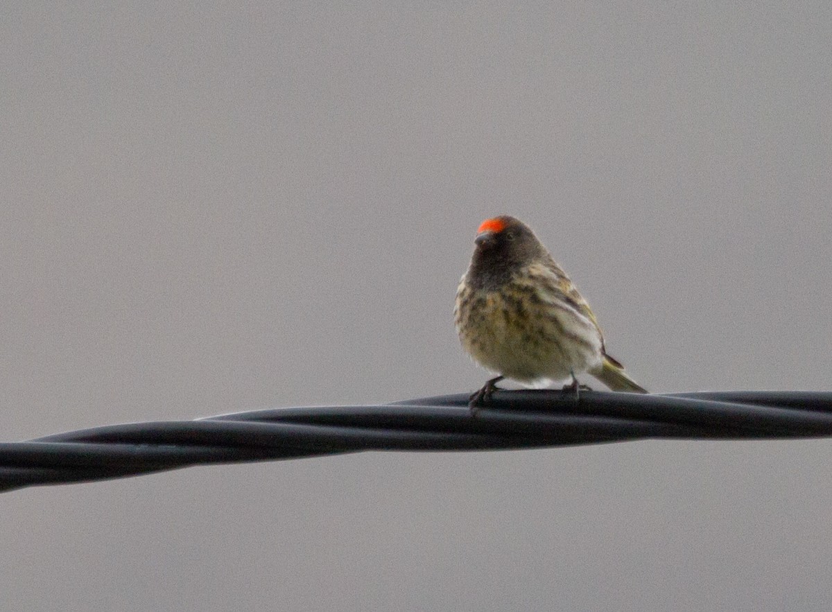 Serín Frentirrojo - ML646647590