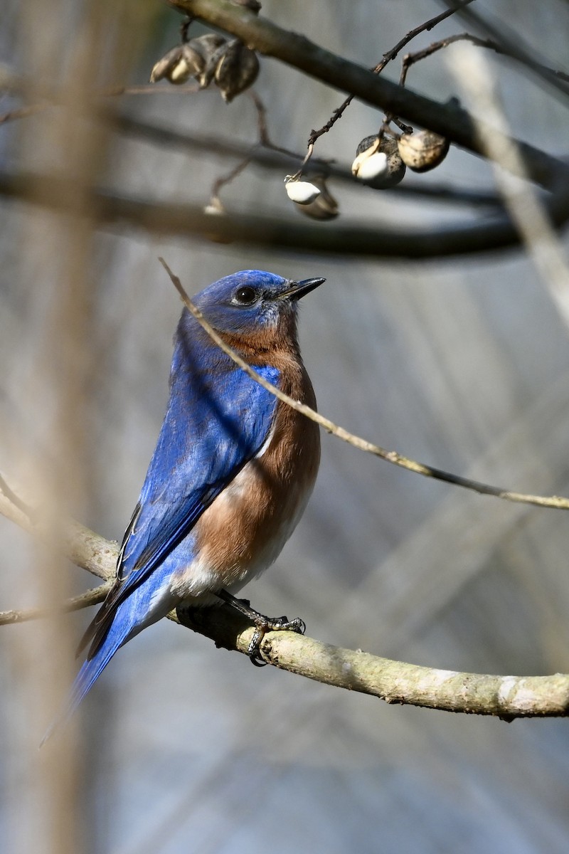 Eastern Bluebird - ML646647591