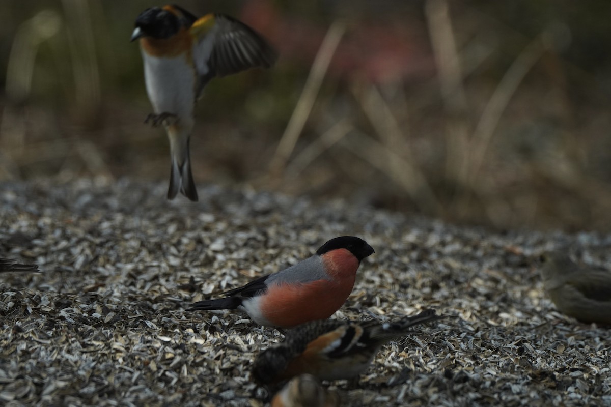 Eurasian Bullfinch - ML646647592