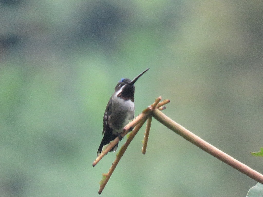 Long-billed Starthroat - ML646647594