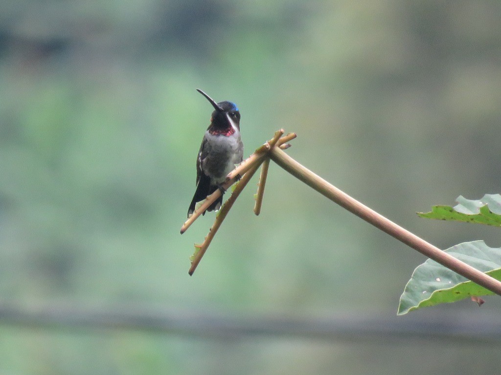 Long-billed Starthroat - ML646647595