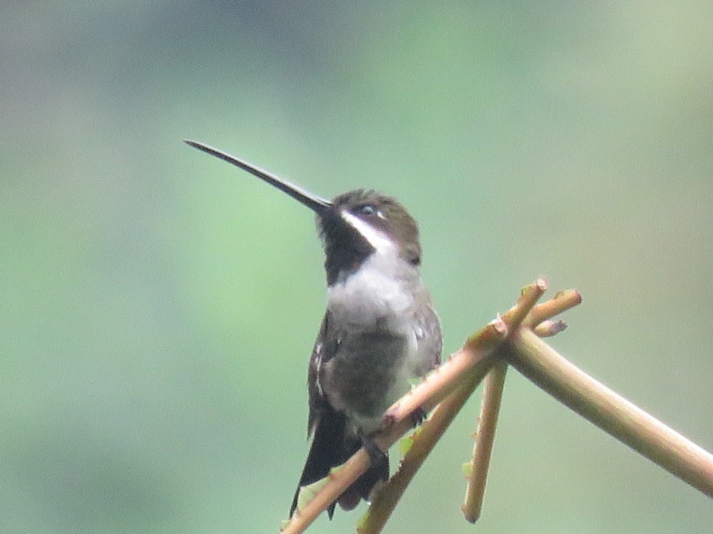 Long-billed Starthroat - ML646647596