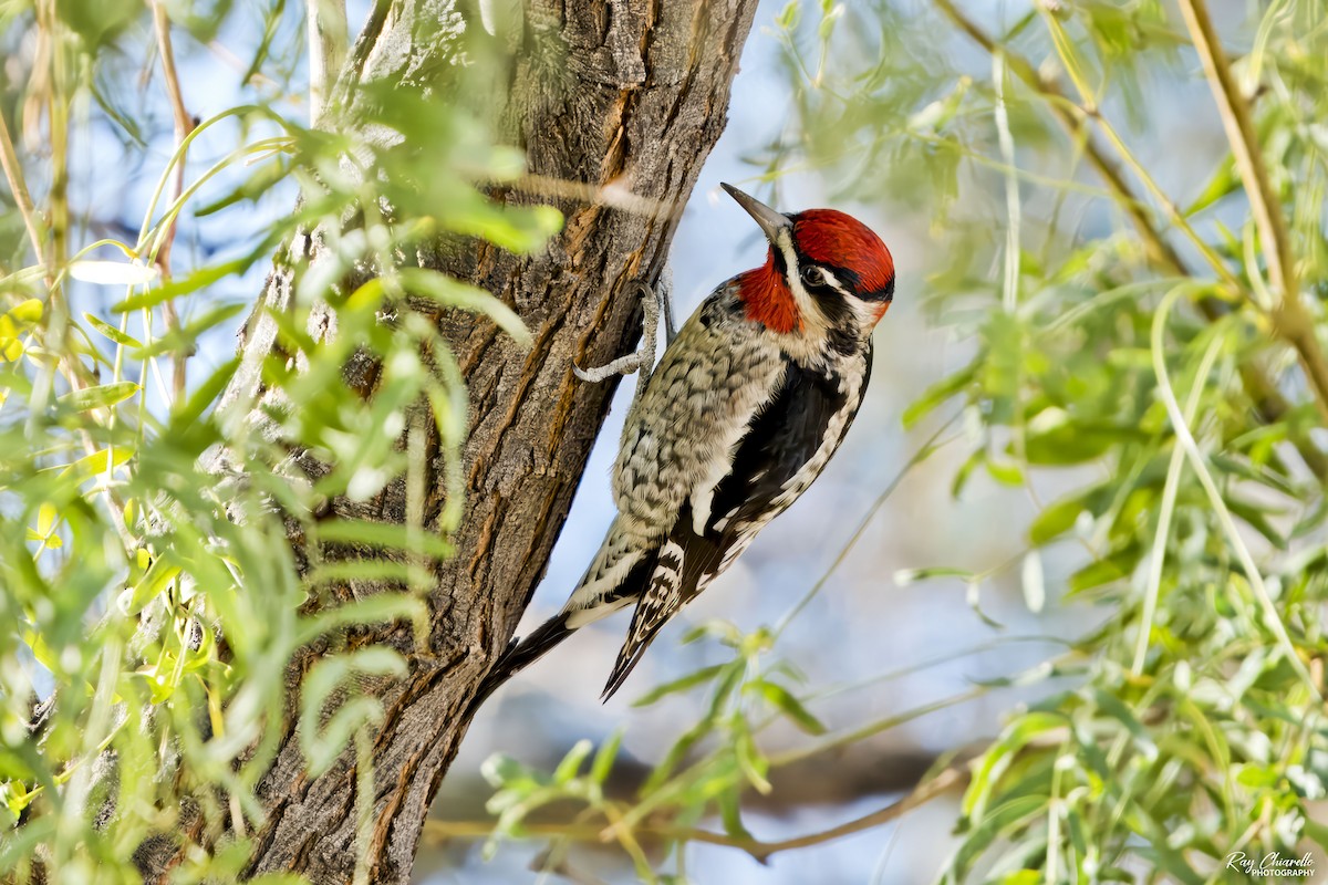Red-naped Sapsucker - ML646647597