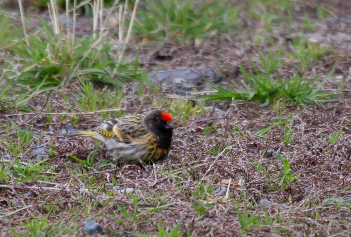 Serín Frentirrojo - ML646647598