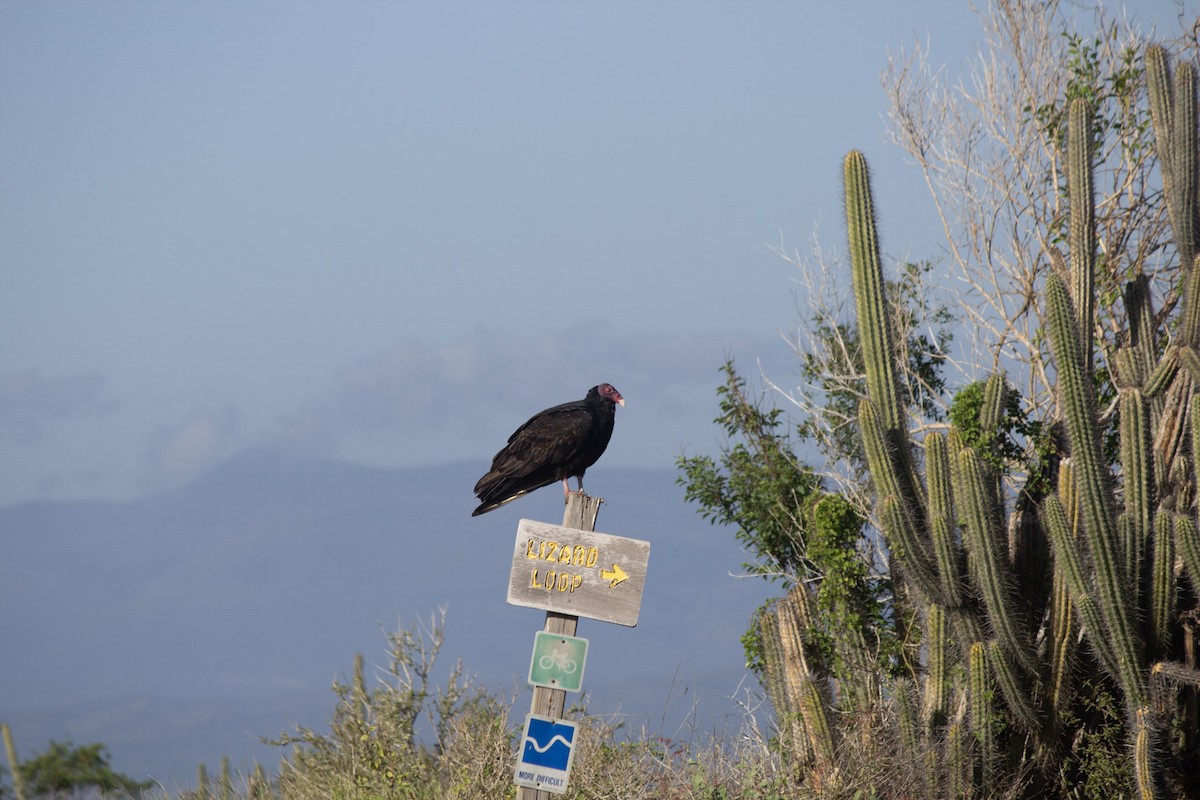 ヒメコンドル - ML646647599