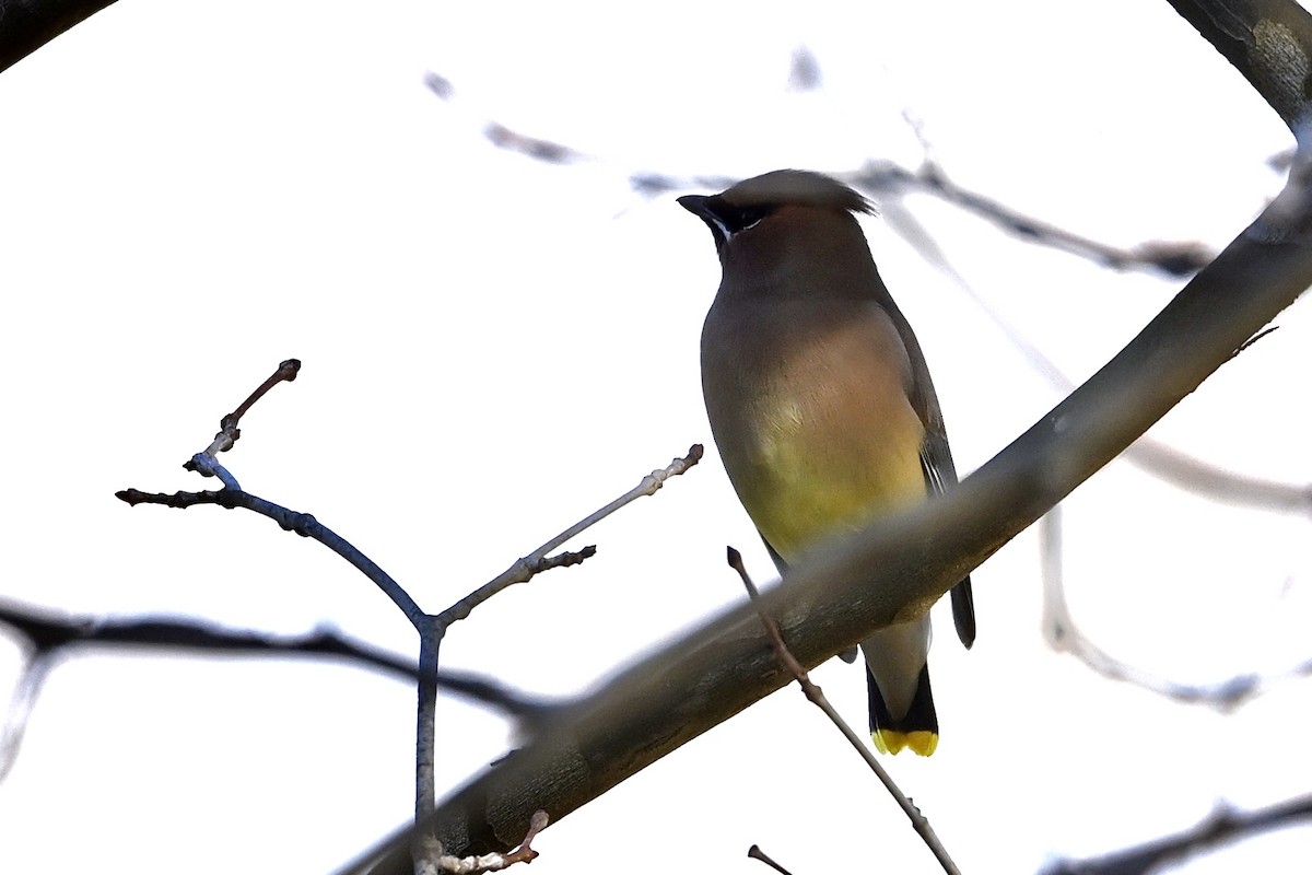 Cedar Waxwing - ML646647600