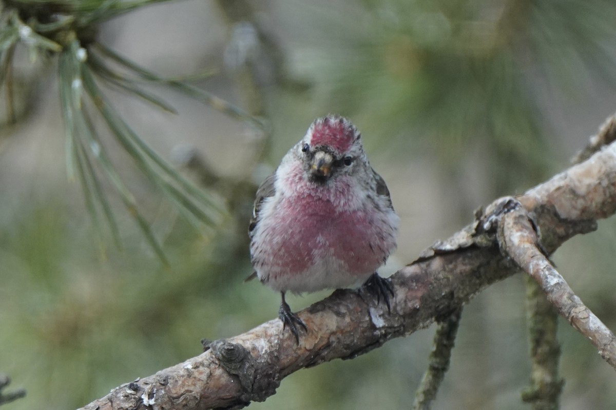 Redpoll (Common) - ML646647601
