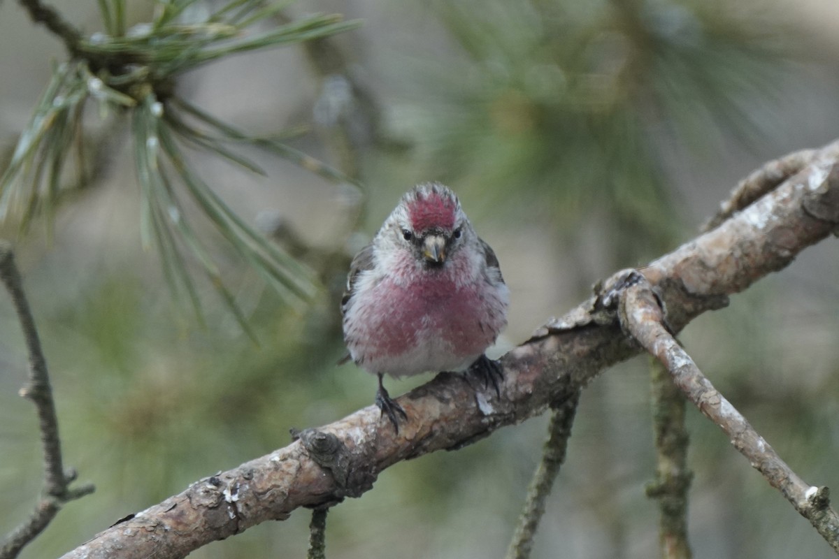 Redpoll (Common) - ML646647602