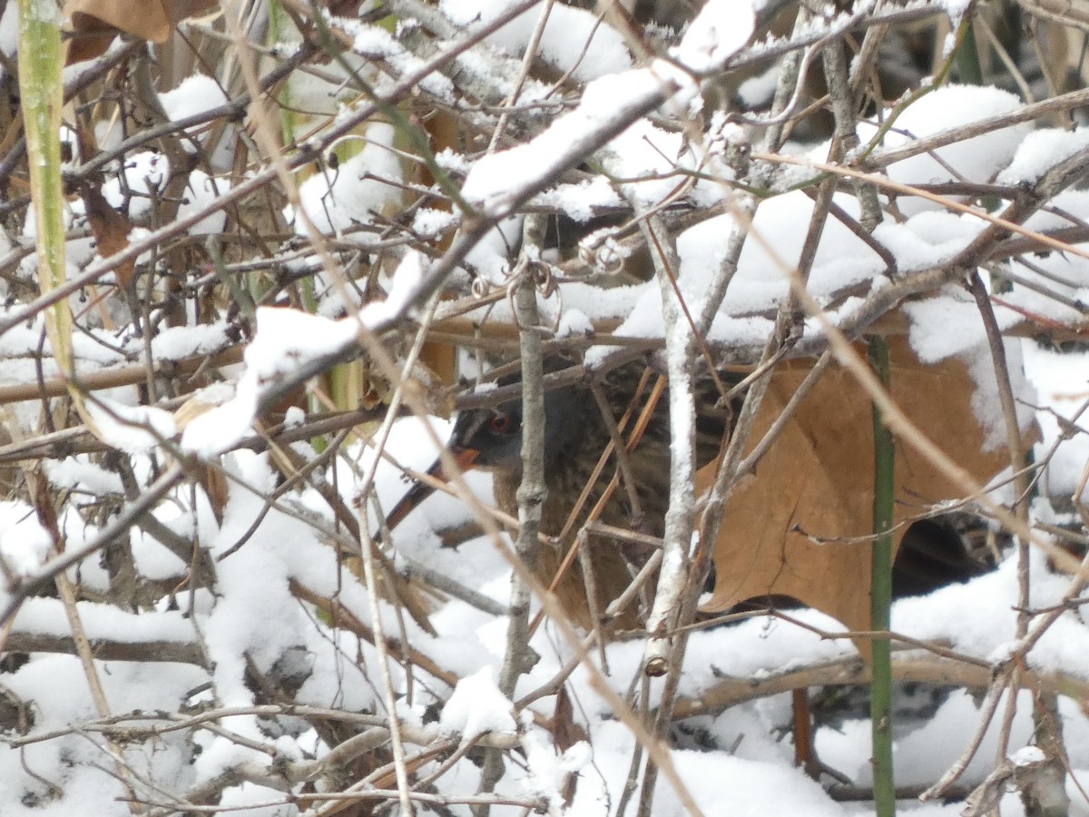 コオニクイナ - ML646647603