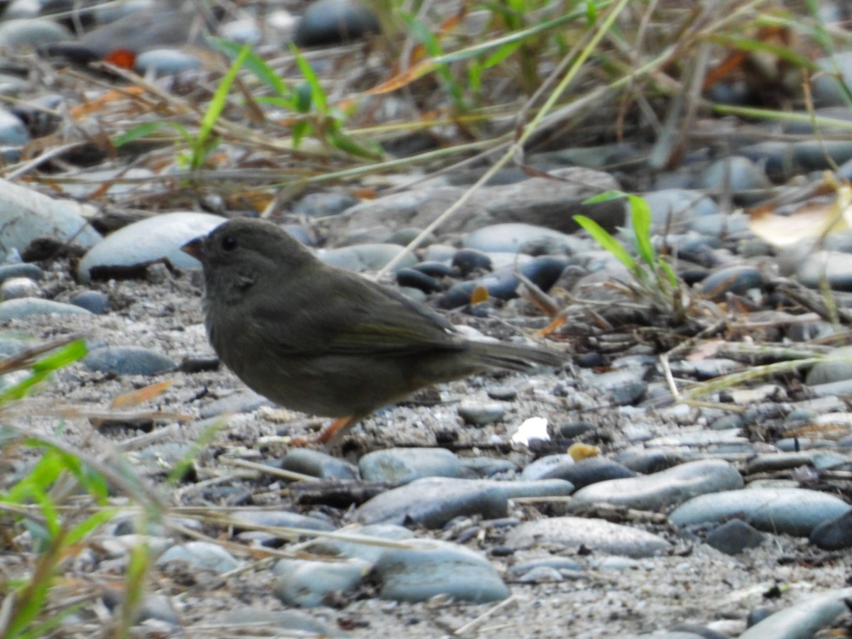 Black-faced Grassquit - ML646647604