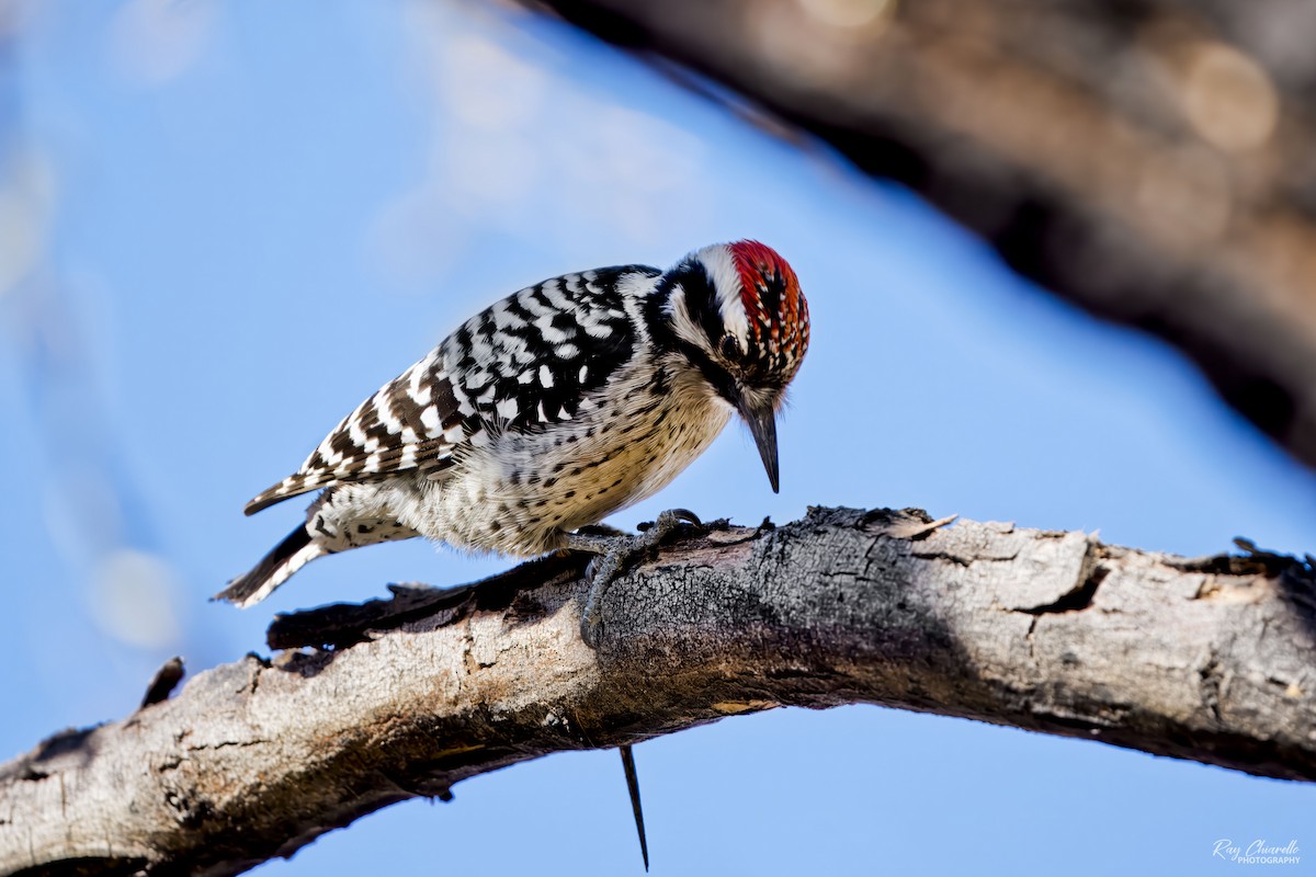 Ladder-backed Woodpecker - ML646647605