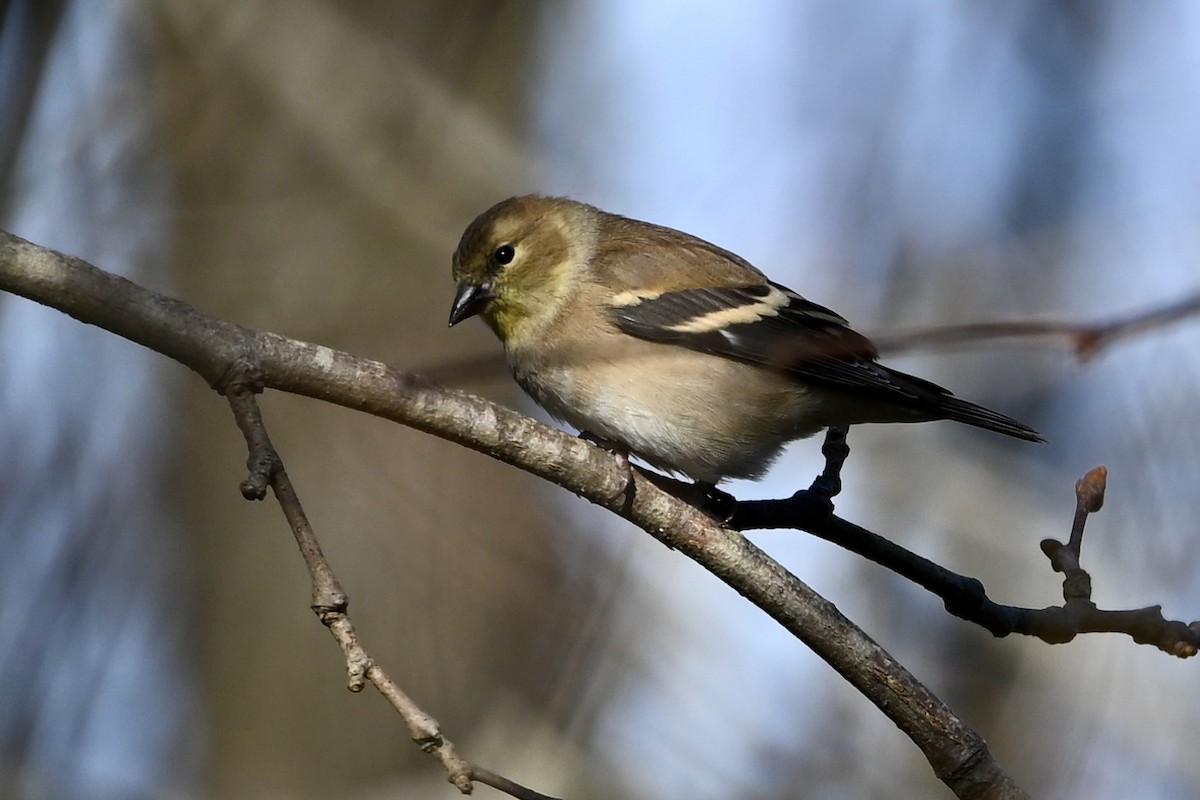 American Goldfinch - ML646647606