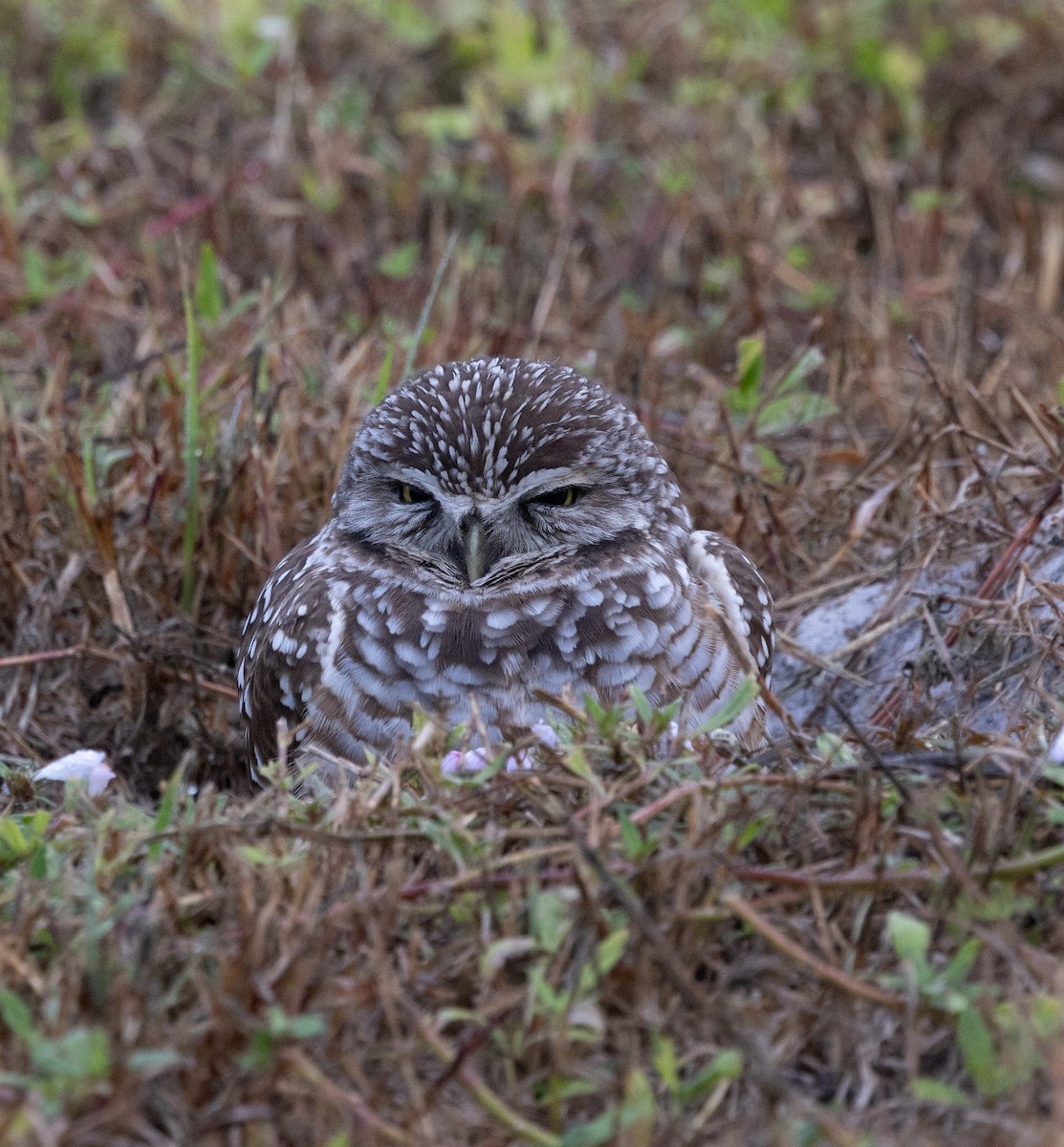 Burrowing Owl - ML646647609