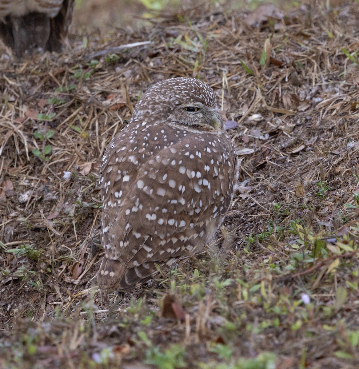 Burrowing Owl - ML646647610