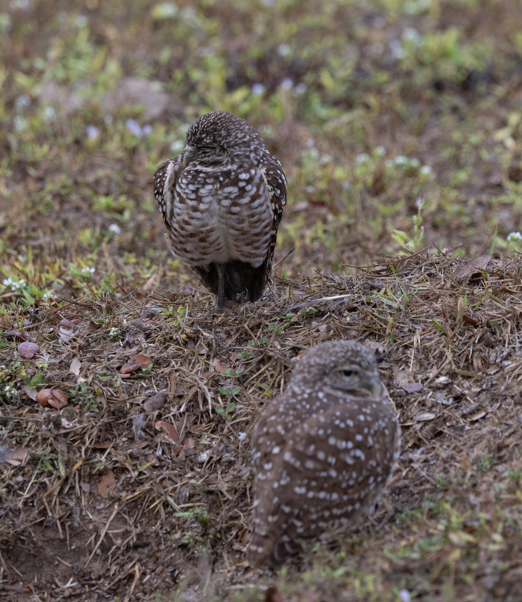 Burrowing Owl - ML646647611