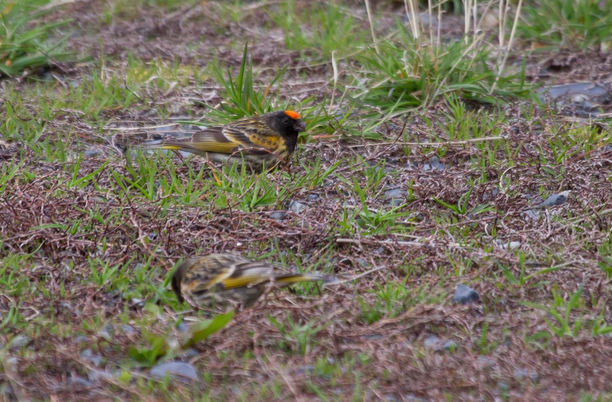 Serín Frentirrojo - ML646647612