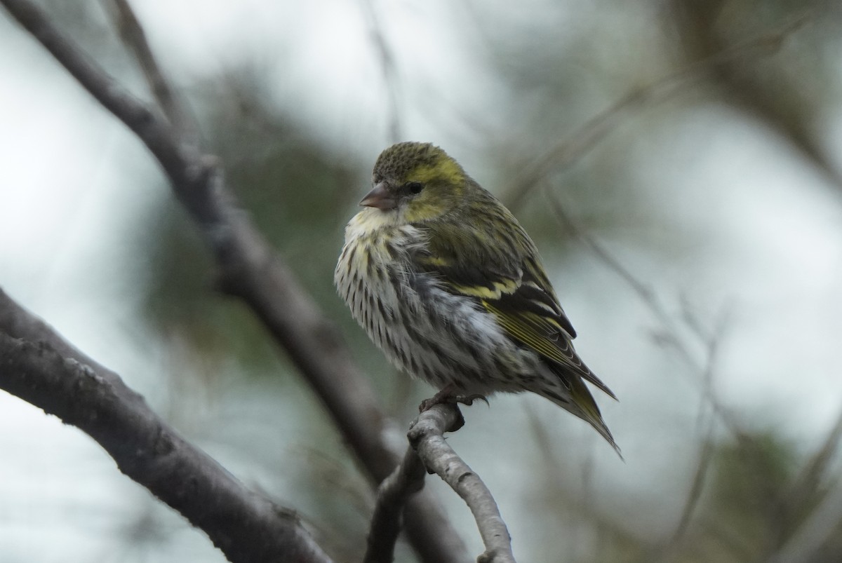 Eurasian Siskin - ML646647614