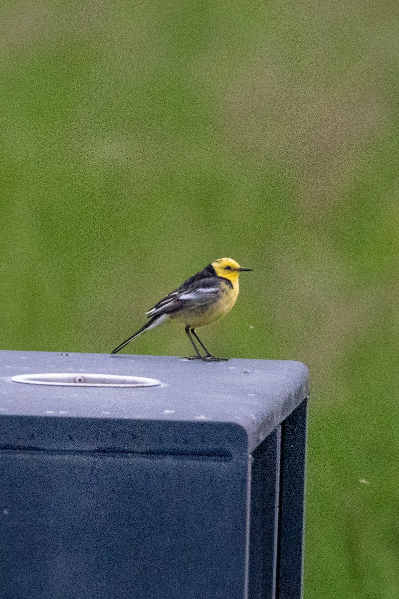 נחליאלי לימוני - ML646647615
