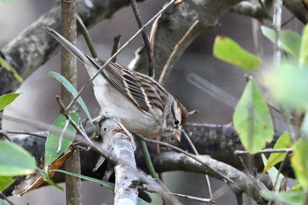Chipping Sparrow - ML646647616
