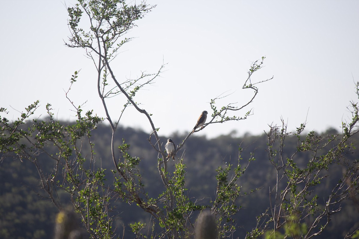 アメリカチョウゲンボウ - ML646647618