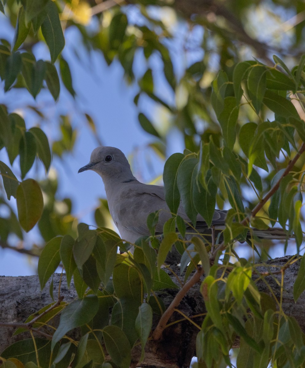 Eurasian Collared-Dove - ML646647620