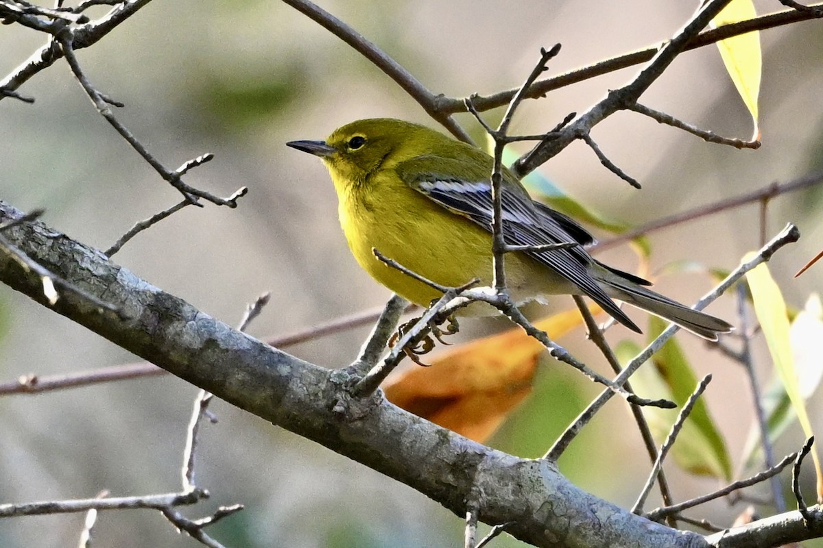 Pine Warbler - ML646647627