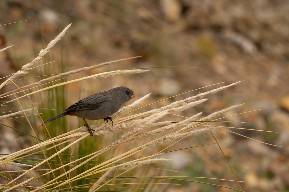 Plain-colored Seedeater - ML646647631