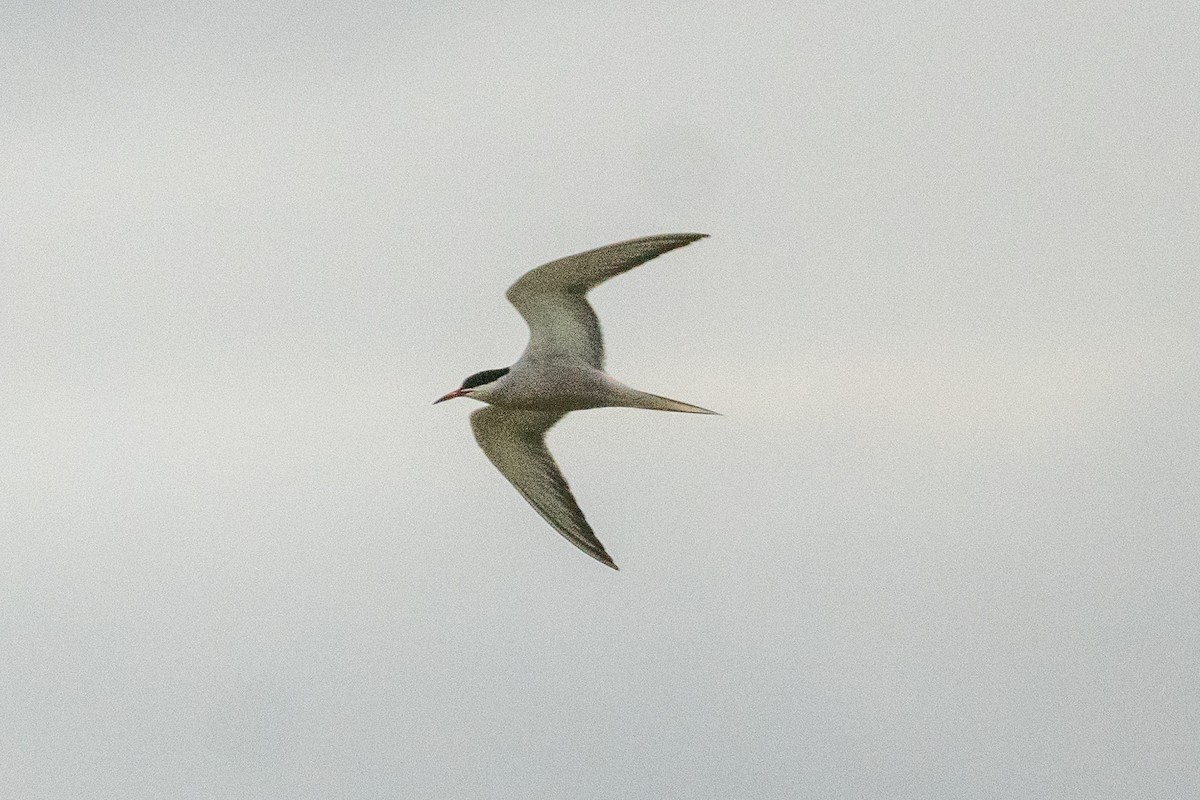 Common Tern (hirundo/tibetana) - ML646647632