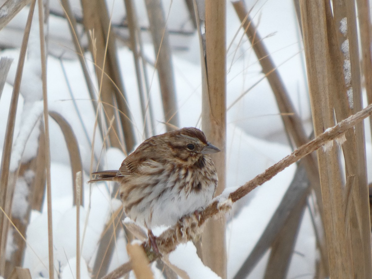ウタスズメ - ML646647633