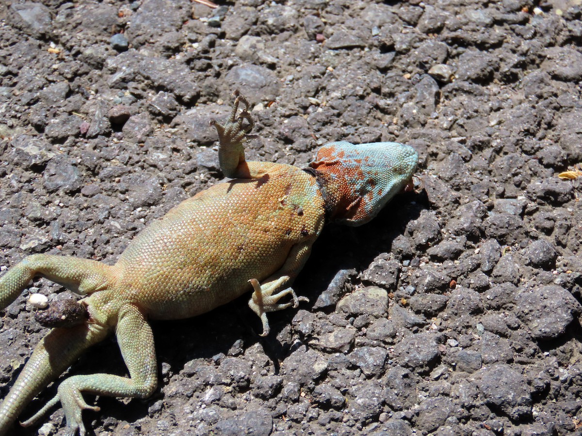 Grunidor del Sur - ML646647634