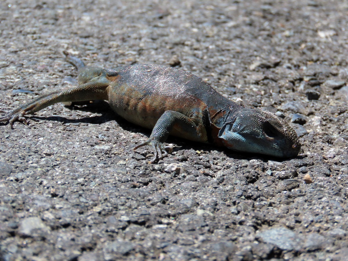 Grunidor del Sur - ML646647635