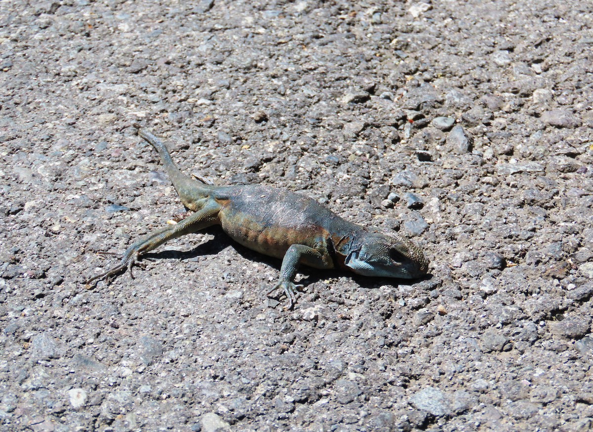 Grunidor del Sur - ML646647636