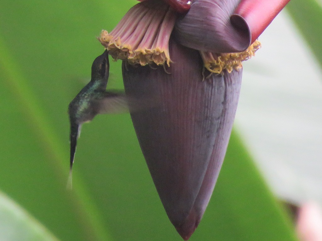 Green Hermit - ML646647638