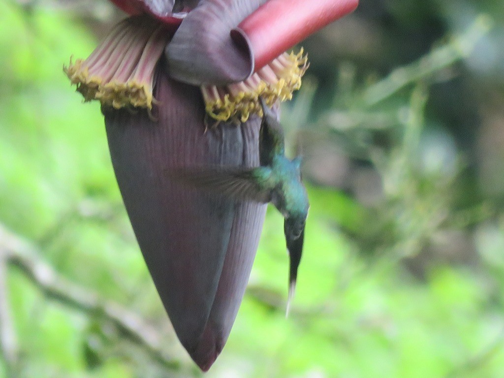 Green Hermit - ML646647639